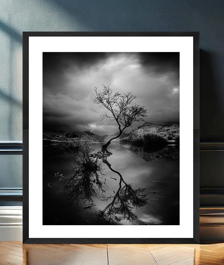 THE LONE TREE