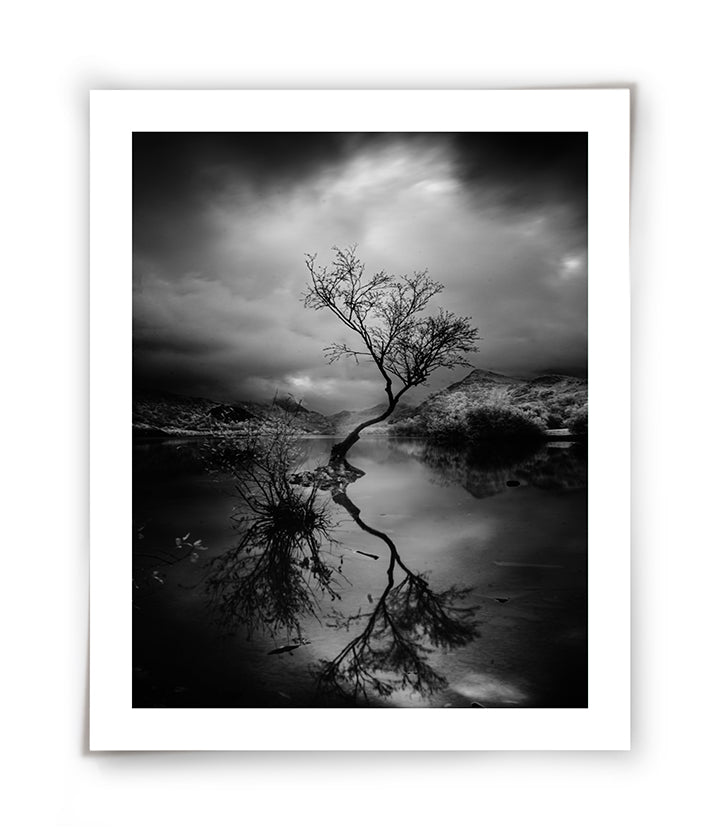 THE LONE TREE